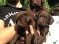 Chocolate Labrador Yavruları Yağız Pet Club'ta !!