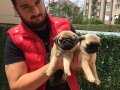 SHOW KALİTE PUG MOPS YAVRULARI