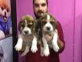Three Color Elizabeth Beagle Yavrular Mağazamızda