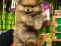 SHOW CLASS BOO POMERANİAN YAVRULAR MAĞAZAMIZDA