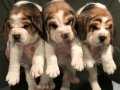 3 Renk Çok Özel Elizabeth Beagle Yavruları