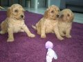 Red Toy Poodle Erkek Bebeklerimiz