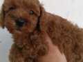 GERÇEK RED BROWN TOY POODLE BEBEKLER