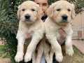 Jumbo Baby Face Golden Retriever Yavrularımız