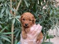 RED BROWN IRK GARANTİLİ POODLE BEBEKLERİMİZ