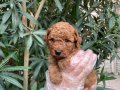 Gerçek Red Brown Toy Poodle Bebeklerimiz