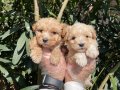 Apricot ve Red F1 Maltipoo Bebeklerimiz