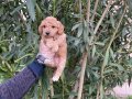 Toy Poodle Bebeklerimiz