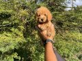 SÜPER KALİTE TOY POODLE BEBEKLERİMİZ