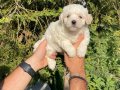 Irk Garantili Kore Maltese Terrier Bebeklerimiz