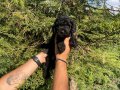 ÖZEL RENK BLACK TOY POODLE BEBEKLERİMİZ