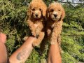 İKİZ TOY POODLE BEBEKLERİMİZ