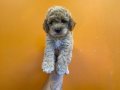 ÇOK ÖZEL TOY POODLE BEBEKLERİMİZ