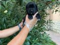 MÜKEMMEL KALİTE CANE CORSO İTALYAN MASTİFF YAVRULARIMIZ