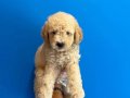 MÜKEMMEL KALİTE MALTİPOO BEBEKLERİMİZ