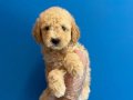 MÜKEMMEL KALİTE MALTİPOO BEBEKLERİMİZ
