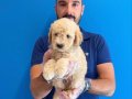 MÜKEMMEL KALİTE MALTİPOO BEBEKLERİMİZ
