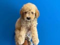 MÜKEMMEL KALİTE MALTİPOO BEBEKLERİMİZ