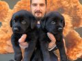 SÜPER KALİTE BLACK LABRADOR YAVRULARIMIZ