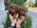 Red Brown Poodle Bebeklerimiz