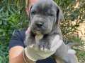 İtalyan Aygırı Blue Cane Corso Bebeklerimiz