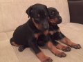 ORJİNAL KİNG SİZE DOBERMAN YAVRULARIMIZ