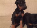 ORJİNAL KİNG SİZE DOBERMAN YAVRULARIMIZ