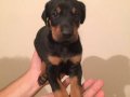 ORJİNAL KİNG SİZE DOBERMAN YAVRULARIMIZ
