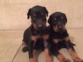 ORJİNAL KİNG SİZE DOBERMAN YAVRULARIMIZ