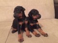 ORJİNAL KİNG SİZE DOBERMAN YAVRULARIMIZ