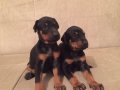 ORJİNAL KİNG SİZE DOBERMAN YAVRULARIMIZ