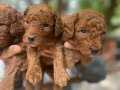 GERÇEK RED TOY POODLE BEBEKLERİMİZ