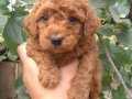 GERÇEK RED VE RED BROWN TOY POODLE BEBEKLERİMİZ