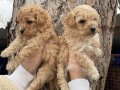 Orjinal Toy Poodle Yavrularımız