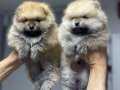 Pomeranian Boo Yavrularımız