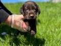 CHOCOLATE LABRADOR YAVRULARIMIZ