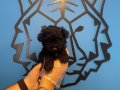 Özel Renk Toy Poodle Yavrularımız