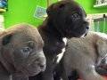 Satılık Cane Corso Yavruları Yağız Pet Club'ta