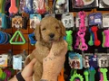 Oyuncak Surat Gerçek Maltipoo Yavrularımız