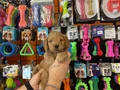 Oyuncak Surat Gerçek Maltipoo Yavrularımız