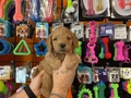 Oyuncak Surat Gerçek Maltipoo Yavrularımız