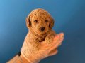 GERÇEK RED TOY POODLE YAVRULARIMIZ