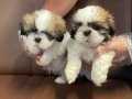 Bebek Yüz Shih Tzu Yavrularımız