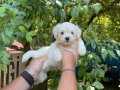 Kore Surat Maltese Terrier Bebeklerimiz