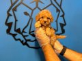 OYUNCAK SURAT TOY POODLE BEBEKLERİMİZ