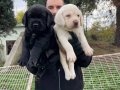 SİYAH VE ŞAMPANYA LABRADOR BEBEKLERİMİZ