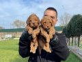 ÖZEL RENK RED MALTİPOO YAVRULARIMIZ 