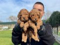 ÖZEL RENK RED MALTİPOO YAVRULARIMIZ 