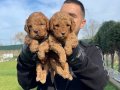 ÖZEL RENK RED MALTİPOO YAVRULARIMIZ 