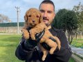 ÖZEL RENK RED MALTİPOO YAVRULARIMIZ 